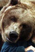 Актер медведь Барт сыгравший роль в кино Yellowstone.
