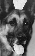 Актер Strongheart the Dog сыгравший роль в кино Brawn of the North.