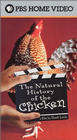 The Natural History of the Chicken - трейлер и описание.