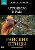 BBC: Райские птицы - трейлер и описание.