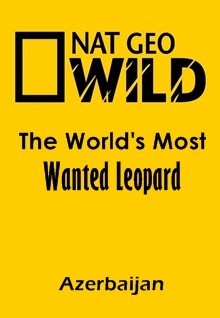 Самый разыскиваемый леопард в мире (Азербайджан) - трейлер и описание.