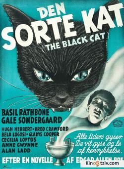 Смотреть фото Черная кошка.