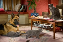 Смотреть фото Кошки против собак: Месть Китти Галор.