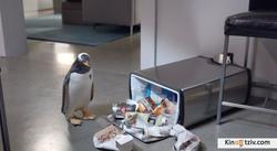Смотреть фото Пингвины мистера Поппера.
