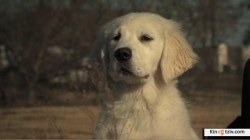 Смотреть фото Приключения Бэйли: Потерянный щенок.
