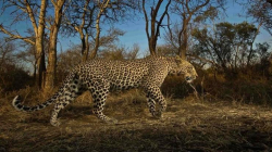 Смотреть фото Самый разыскиваемый леопард в мире (Азербайджан).
