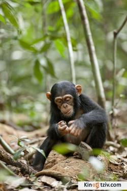 Смотреть фото Шимпанзе.