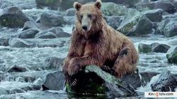 Смотреть фото Земля медведей.