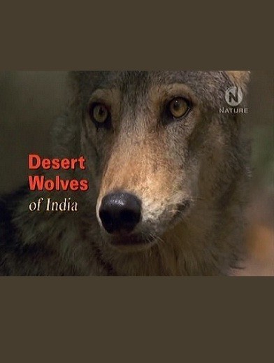 Кроме трейлера фильма Смальков. Двойной шантаж, есть описание Волки индийской пустыни.