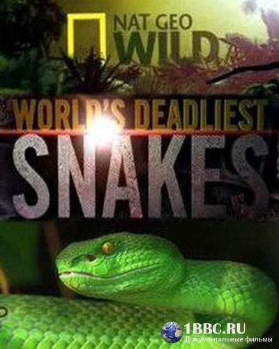 N.G: Самые опасные змеи в мире - трейлер и описание.