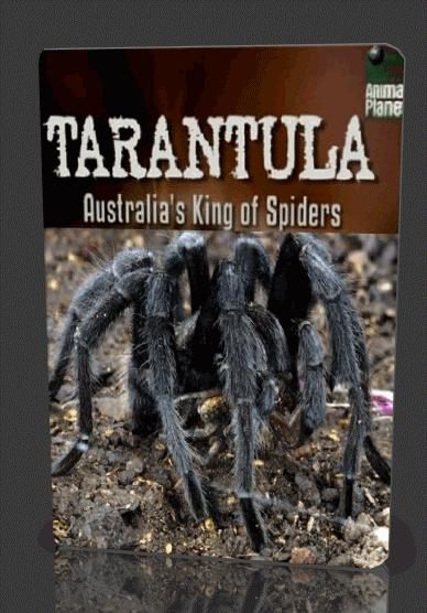 Тарантул- Австралийский король пауков - трейлер и описание.