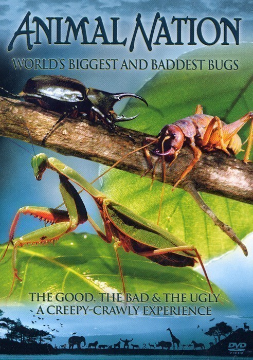 Кроме трейлера фильма Разбойник, есть описание Самые большие и страшные жуки в мире.